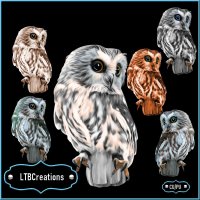 Owl by Stella Felice