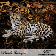 Ocelot