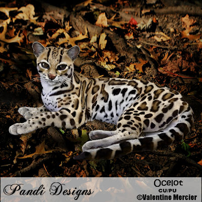 Ocelot - Click Image to Close