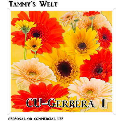 CU Gerbera 1